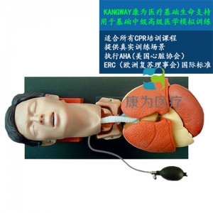 丹东“康为医疗”高级气管插管训练仿真模型