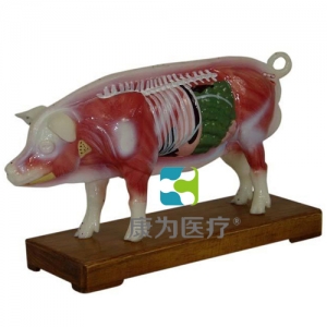 丹东“康为医疗”猪体针灸模型