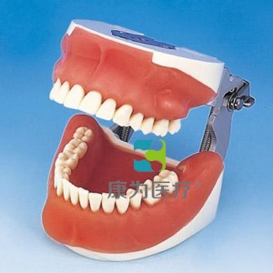 “康为医疗“口腔外科综合实习模型