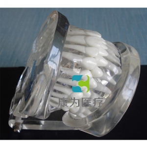 河南“康为医疗”标准水晶牙列模型(带颌架)