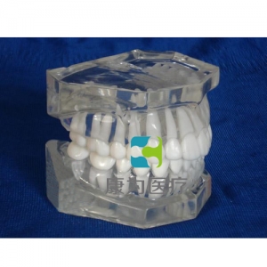 阳同“康为医疗”标准水晶牙列模型(无颌架)