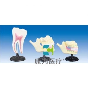 “康为医疗”乳牙恒牙牙列模型（自然大）