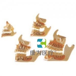 丹东“康为医疗”牙与颌骨的发育模型