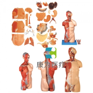 “康为医疗”男、女两性互换肌肉内脏背部开放式头颈躯干模型