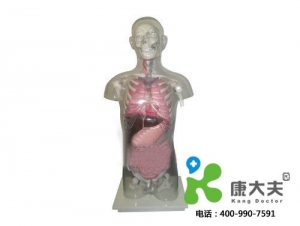 “康为医疗”头颈躯干骨、骨盆与内脏关系附透明躯壳模型