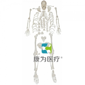 “康为医疗”人体全身散骨模型