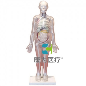 河南“康为医疗”人体体表、人体骨骼与内脏关系模型