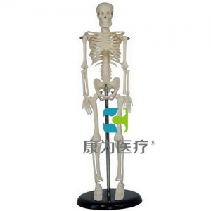 河南“康为医疗”45CM人体骨骼模型