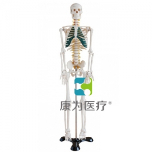 肇庆“康为医疗”85CM人体骨骼带神经模型