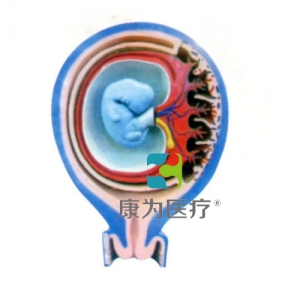 “康为医疗”胎儿胎膜与子宫关系模型