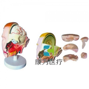 “康为医疗”头解剖附脑模型（6部件）