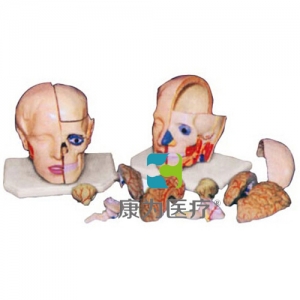 长治“康为医疗”头解剖附脑模型（10部件）