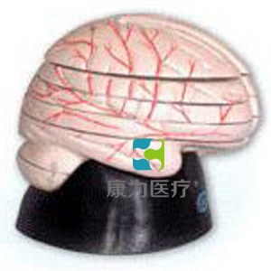 北京“康为医疗”脑水平切面模型