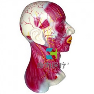 “康为医疗”颈部浅层肌肉血管神经模型