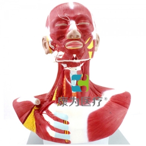 “康为医疗”人体头颈胸肌肉解剖模型