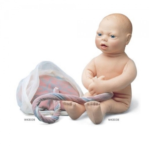 德国3B Scientific®胎儿模型