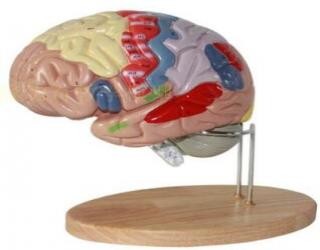 “康为医疗”2倍放大脑模型